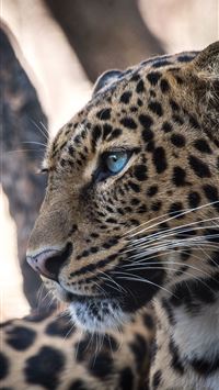 leopards wallpaper