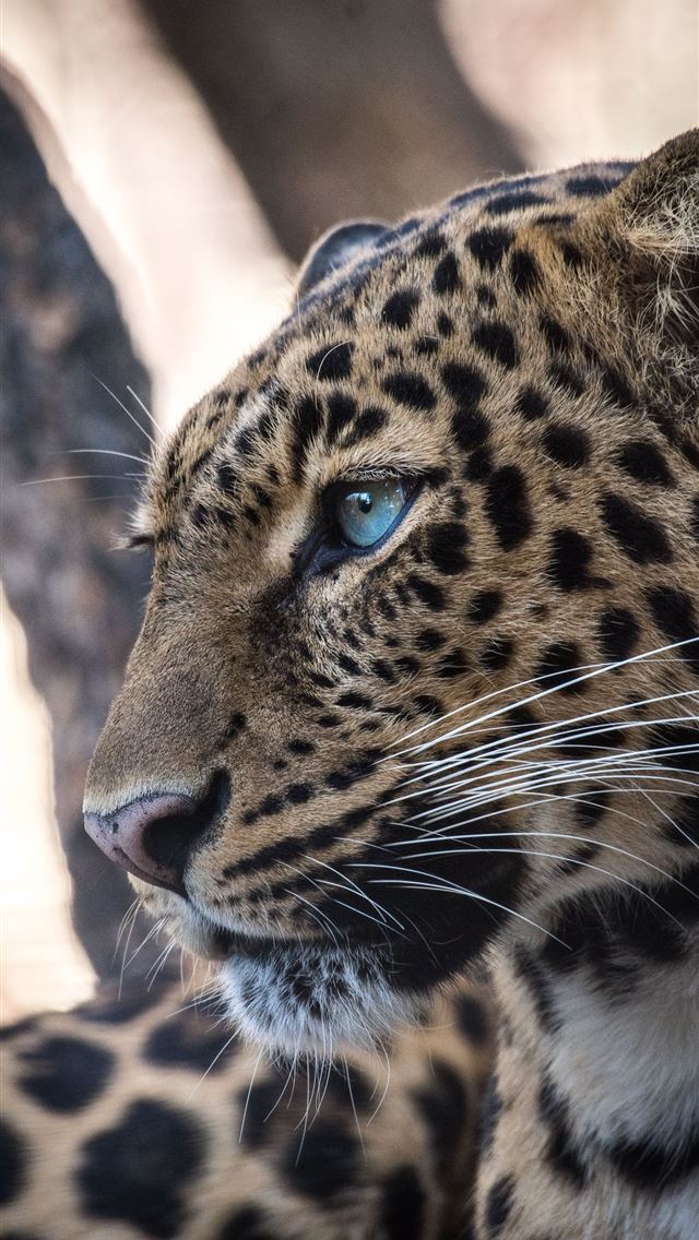 1284x2778 leopards - leopards iPhone Wallpaper