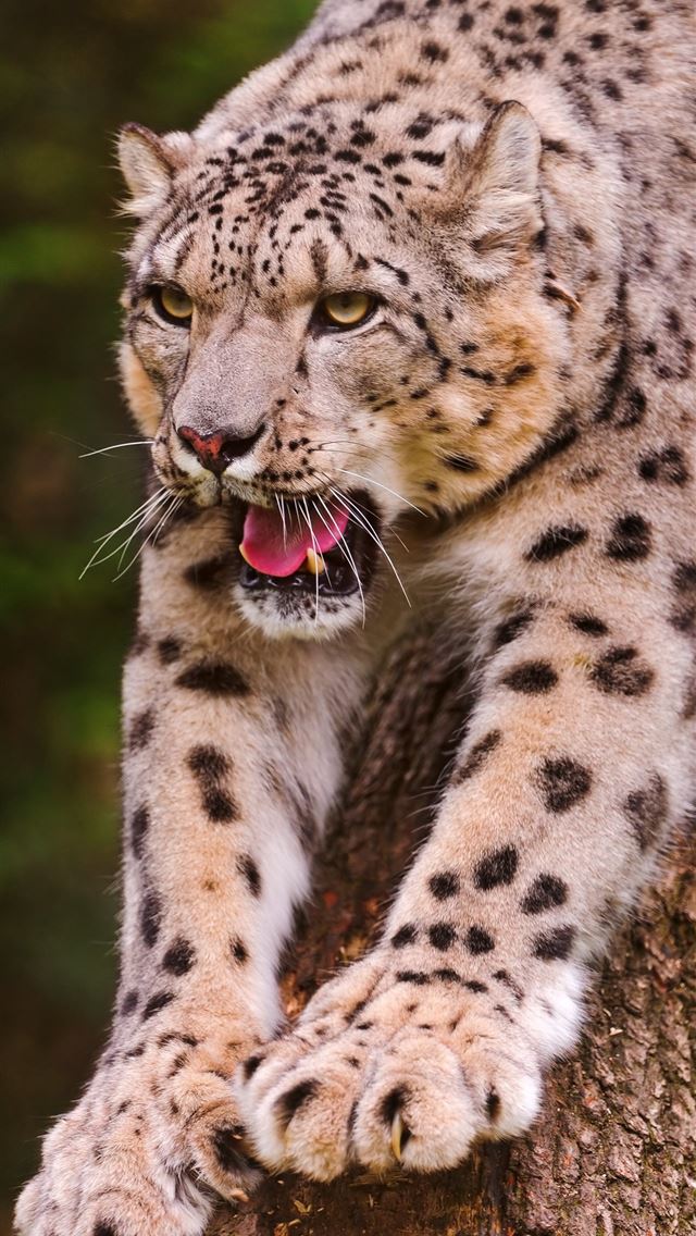 1284x2778 leopards - leopards iPhone Wallpaper