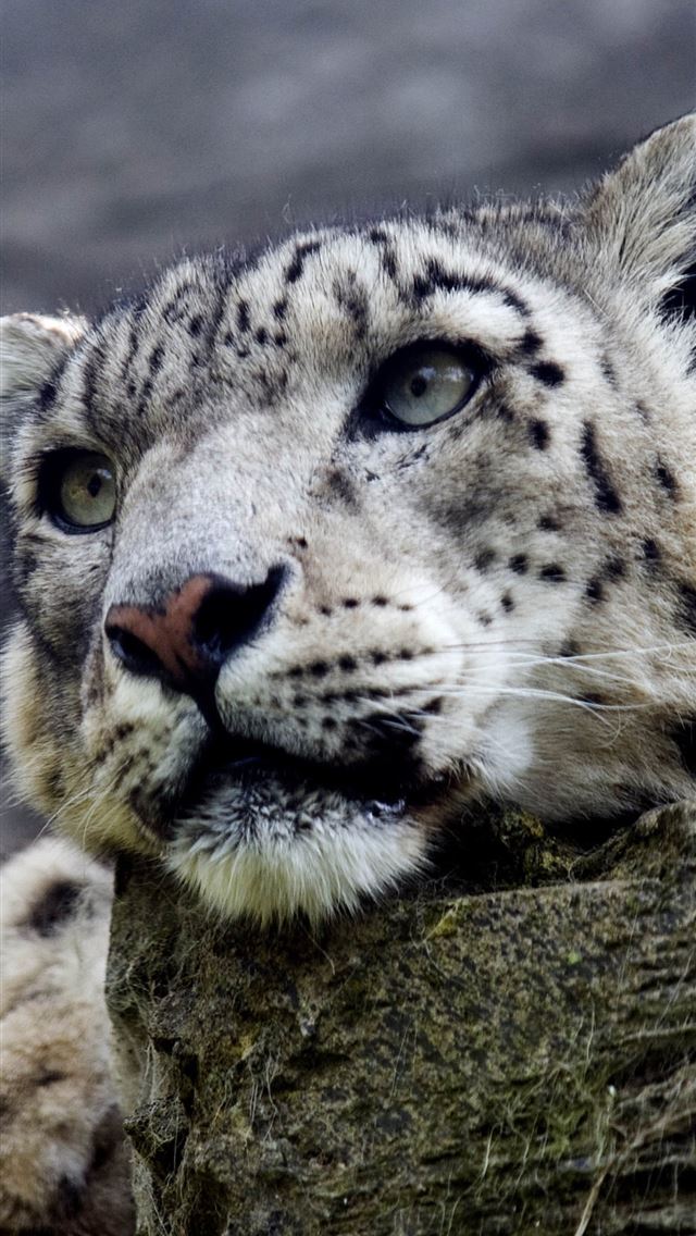 1284x2778 leopards - leopards iPhone Wallpaper