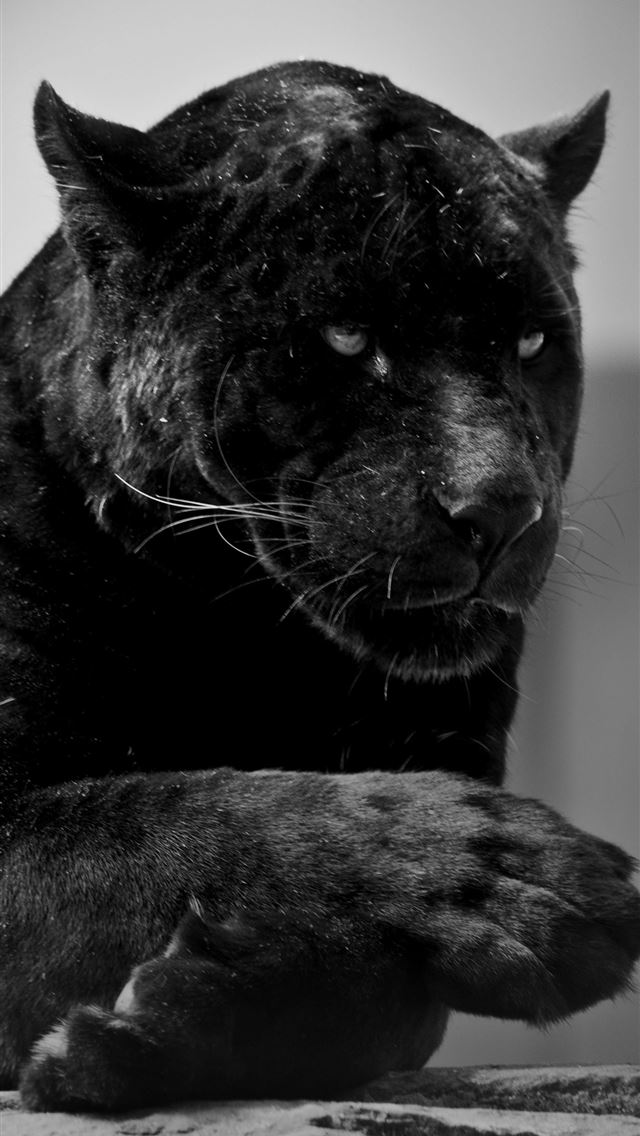 1284x2778 jacksonville jaguars - jacksonville jaguars iPhone Wallpaper