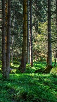 international day of forests wallpaper