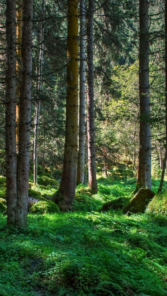 1284x2778 international day of forests - international day of forests iPhone Wallpaper