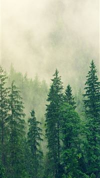 international day of forests wallpaper