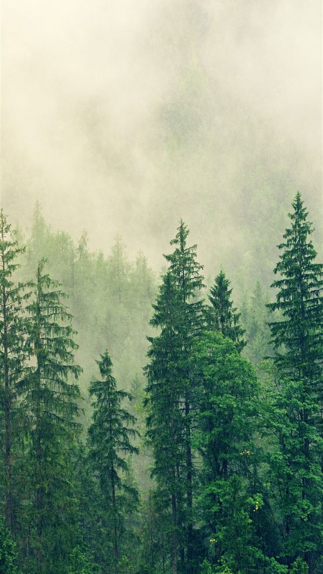 1284x2778 international day of forests - international day of forests iPhone Wallpaper