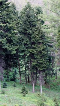 international day of forests wallpaper