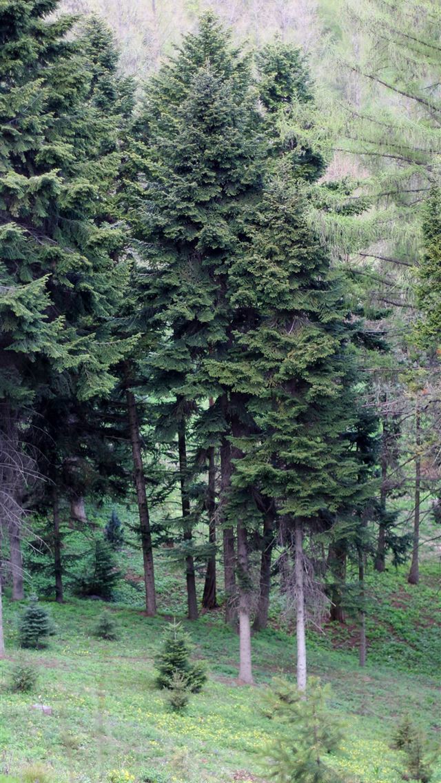 1284x2778 international day of forests - international day of forests iPhone Wallpaper