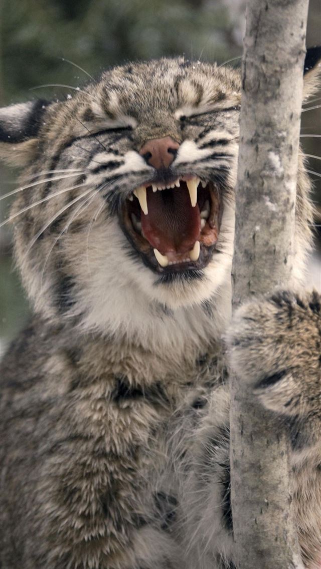 1284x2778 bobcats - bobcats iPhone Wallpaper