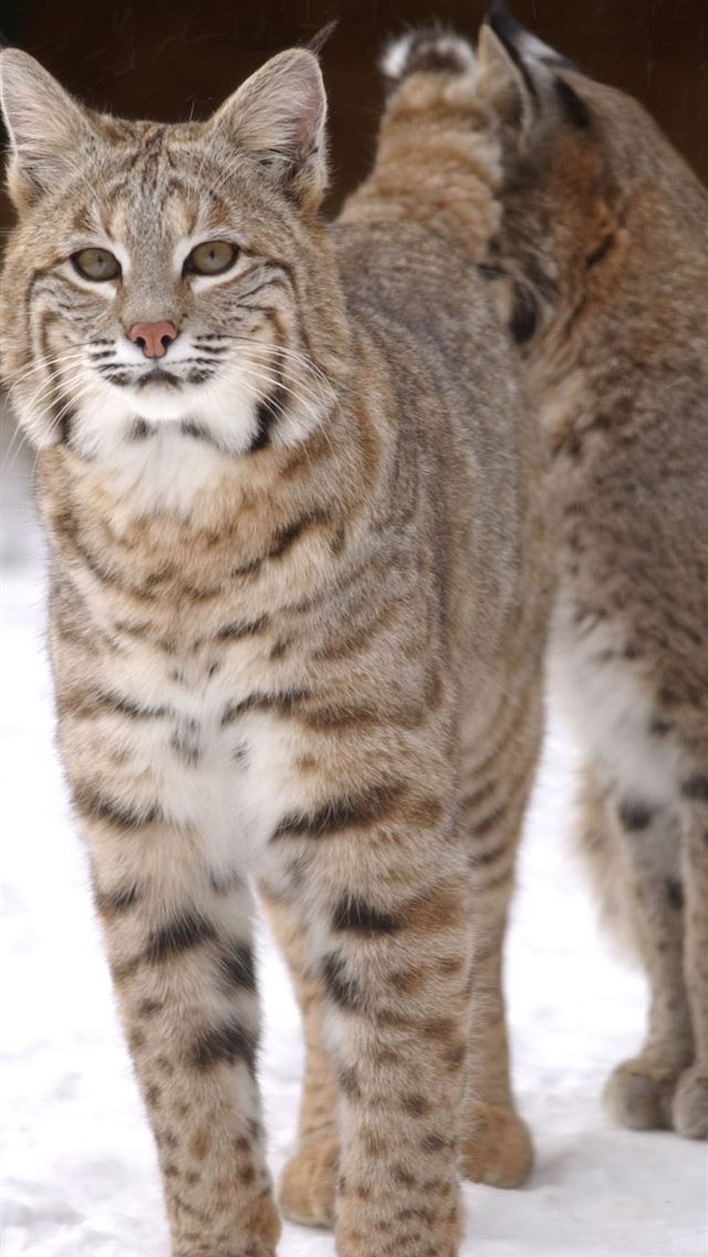 1125x2436 bobcats - bobcats iPhone Wallpaper