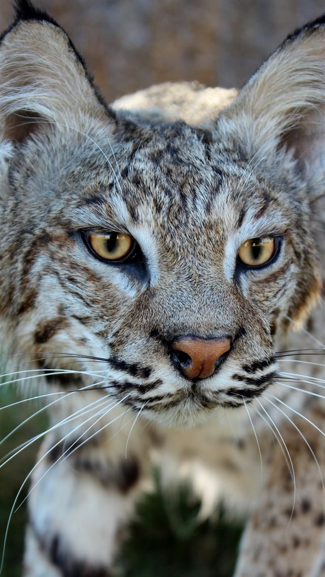1125x2436 bobcats - bobcats iPhone Wallpaper