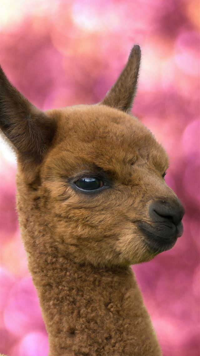 1284x2778 llama - llama iPhone Wallpaper