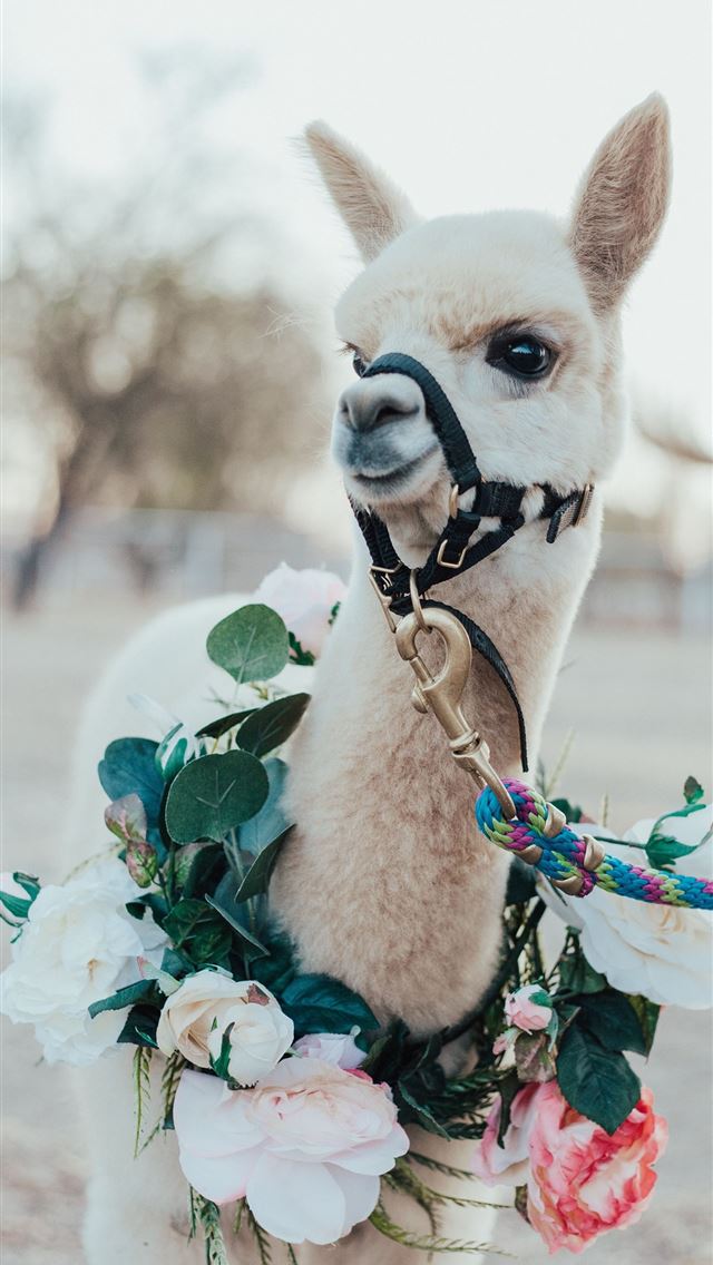 1284x2778 llama - llama iPhone Wallpaper