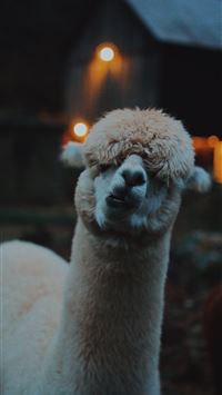 llama wallpaper