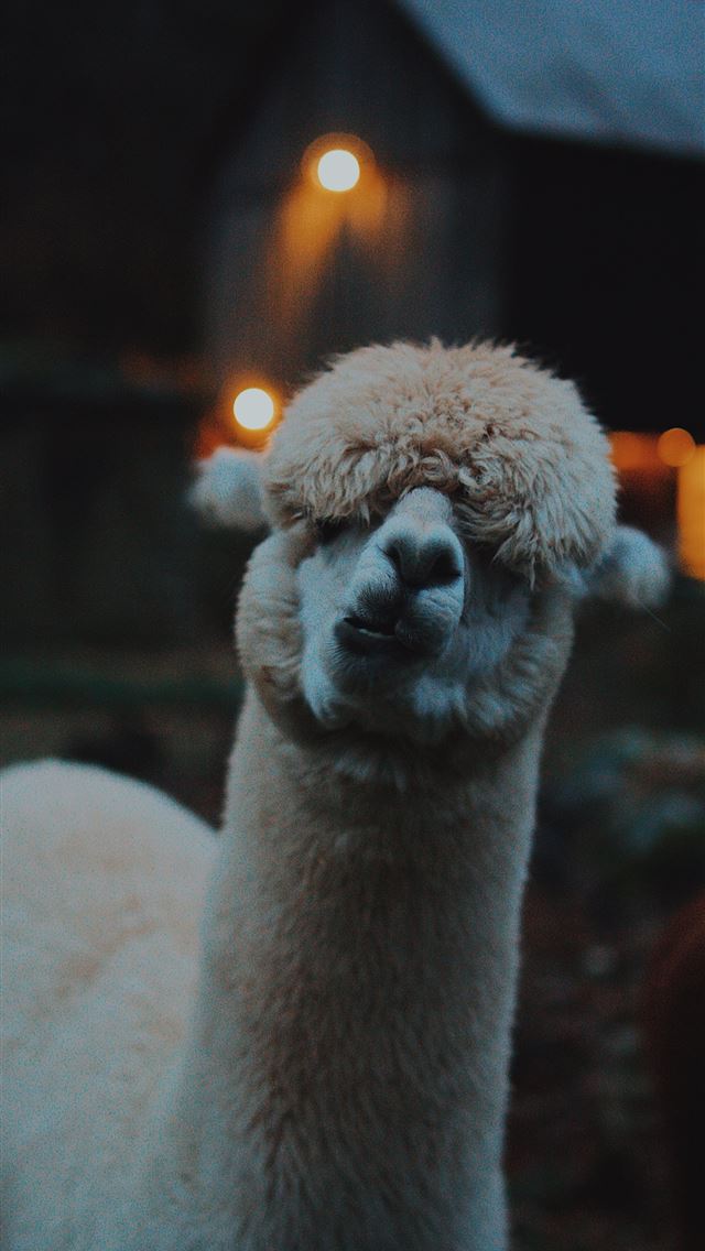 1284x2778 llama - llama iPhone Wallpaper