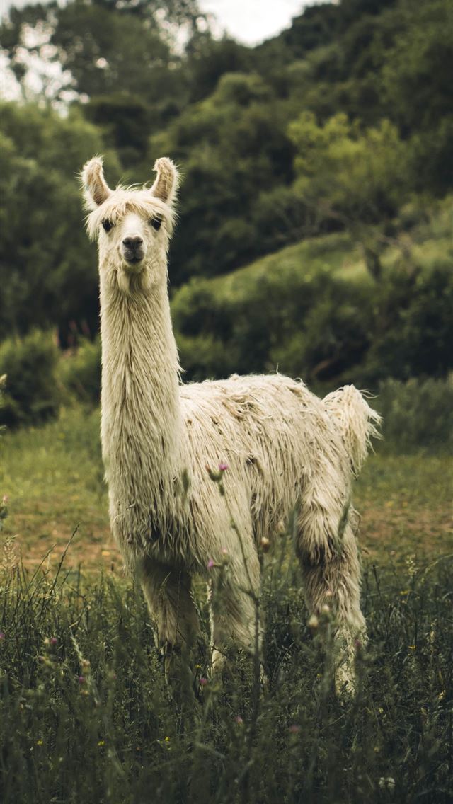 1284x2778 llama - llama iPhone Wallpaper