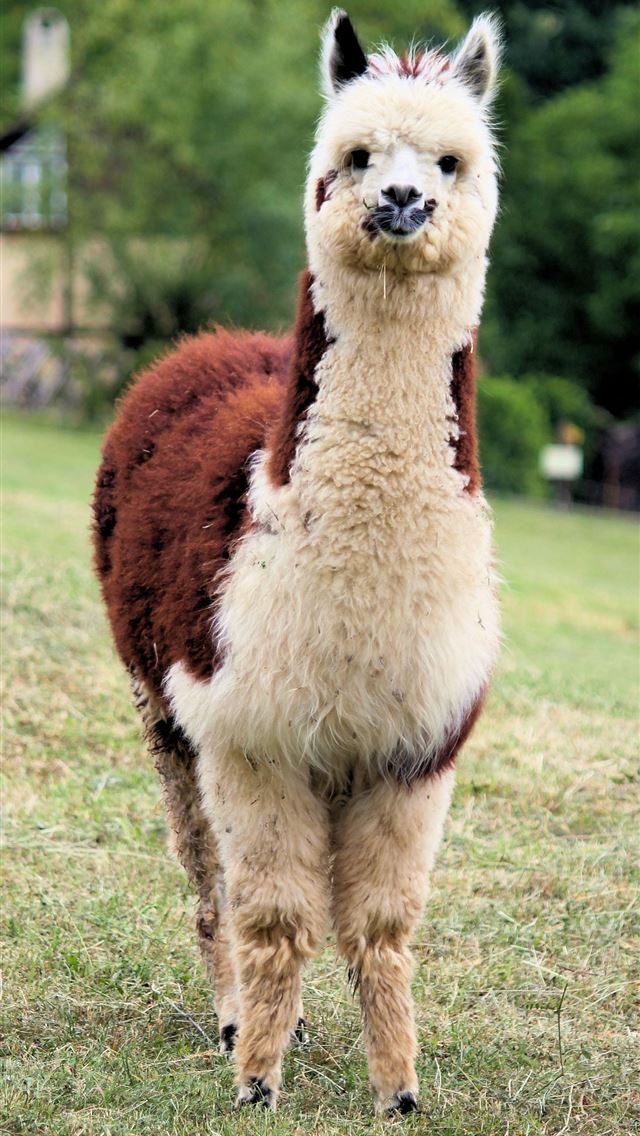 1284x2778 llama - llama iPhone Wallpaper