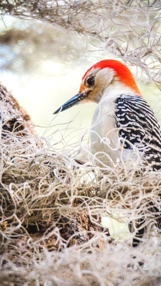 1284x2778 woodpecker - woodpecker iPhone Wallpaper