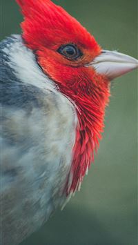 woodpecker wallpaper