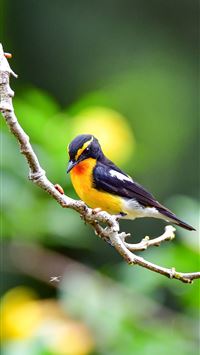 woodpecker wallpaper