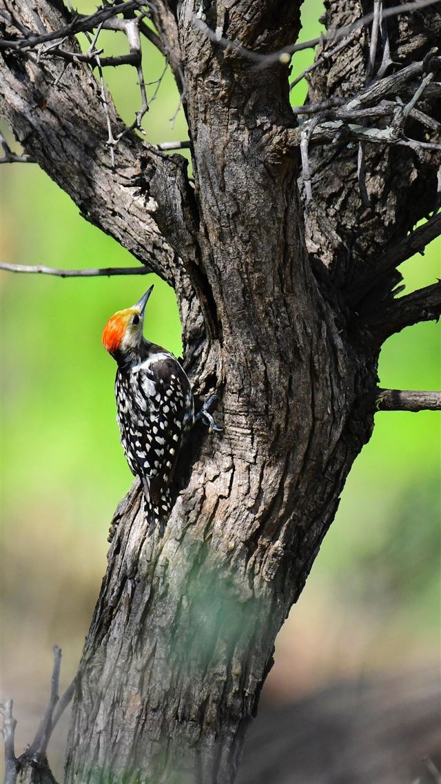 1284x2778 woodpecker - woodpecker iPhone Wallpaper
