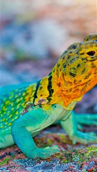 papua new guinea wallpaper