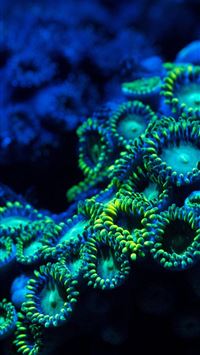 papua new guinea wallpaper