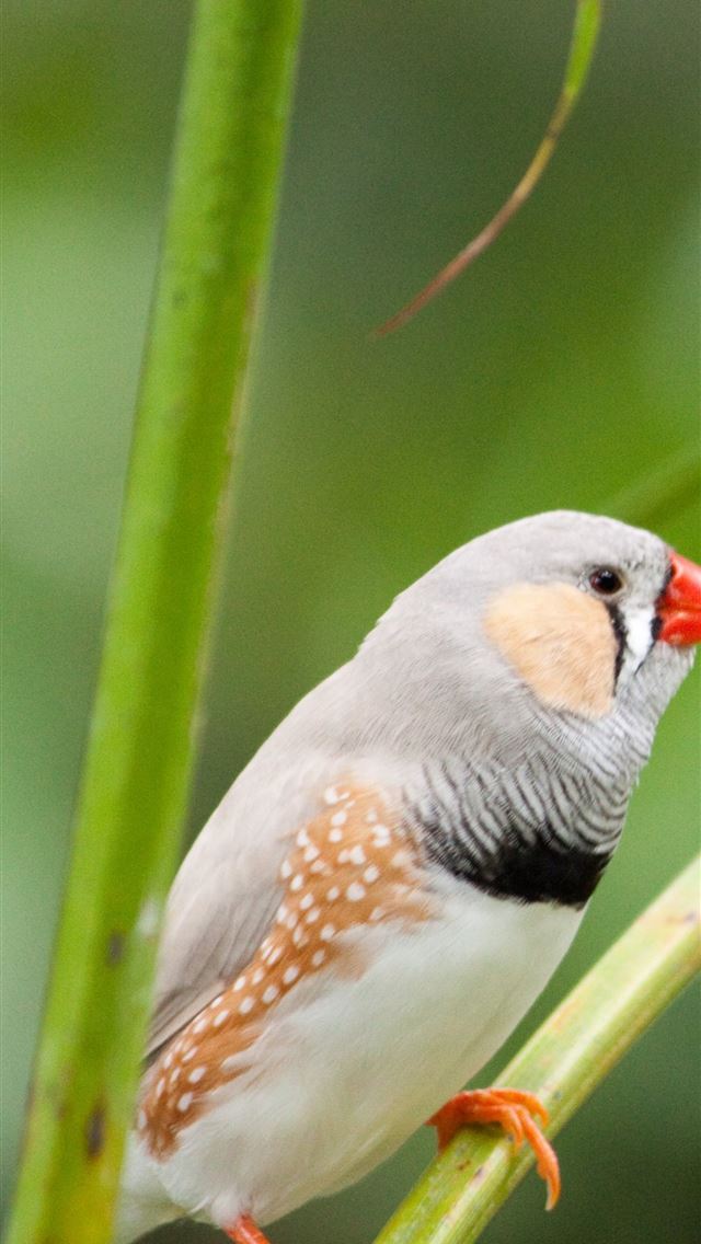 1284x2778 finches - finches iPhone Wallpaper
