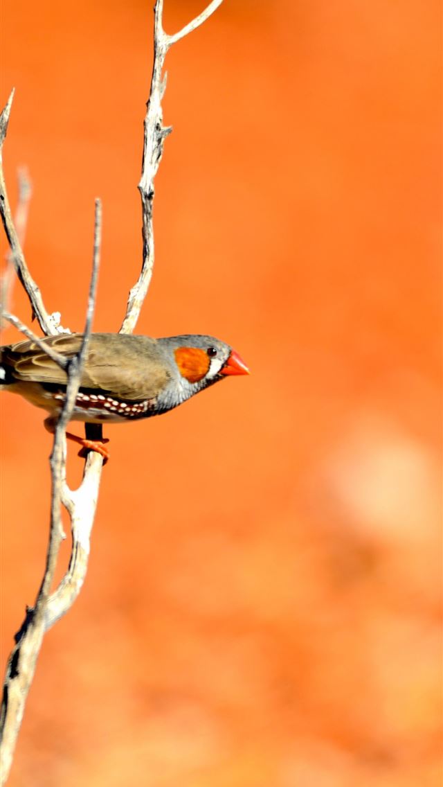 1284x2778 finches - finches iPhone Wallpaper