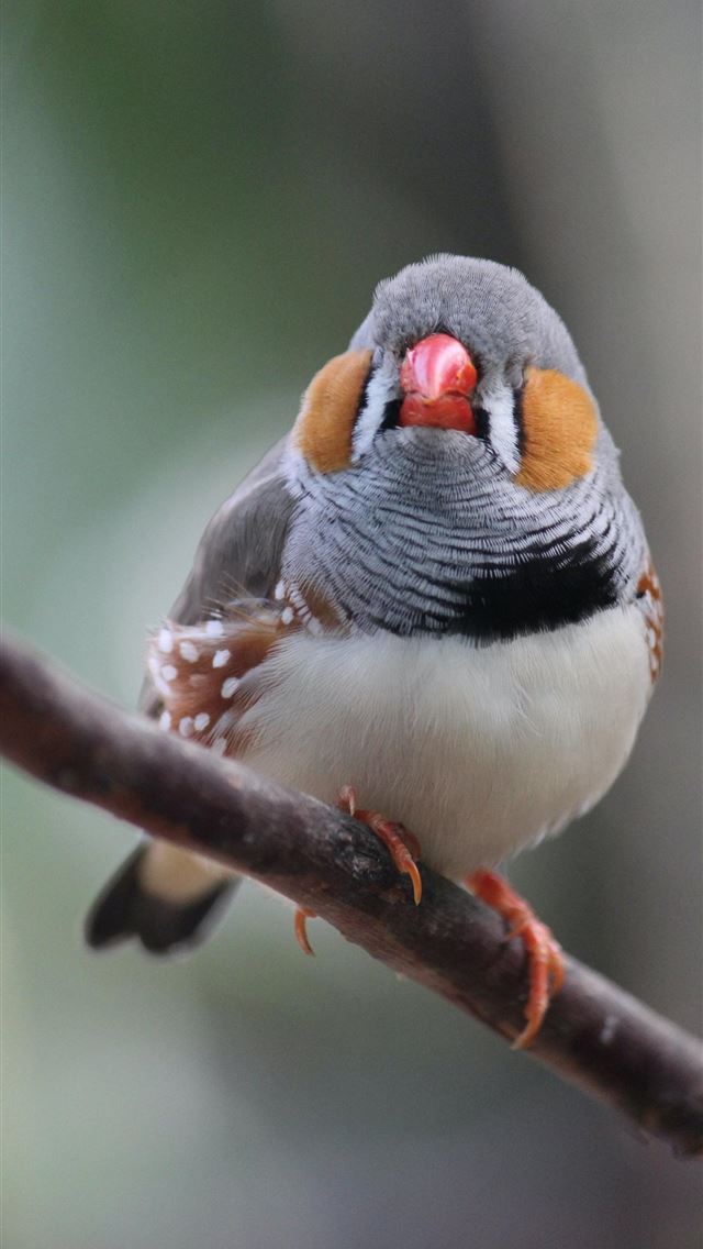 1284x2778 finches - finches iPhone Wallpaper