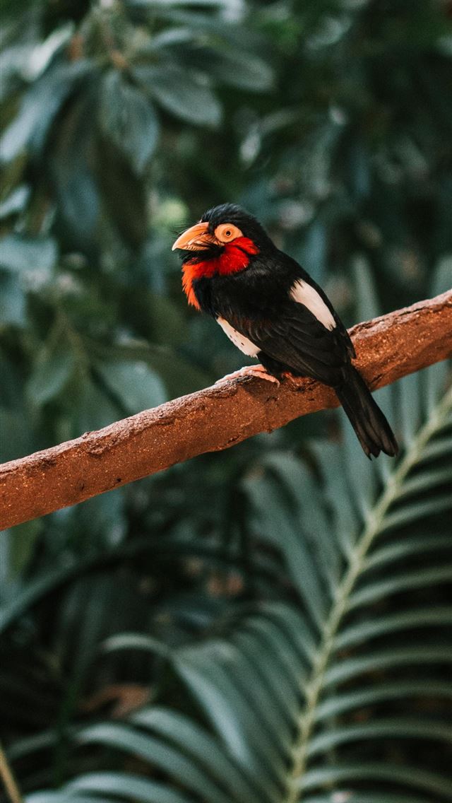 1284x2778 finches - finches iPhone Wallpaper