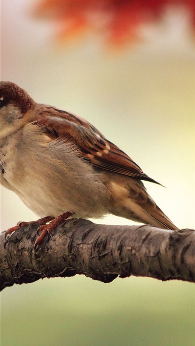 1284x2778 finches - finches iPhone Wallpaper