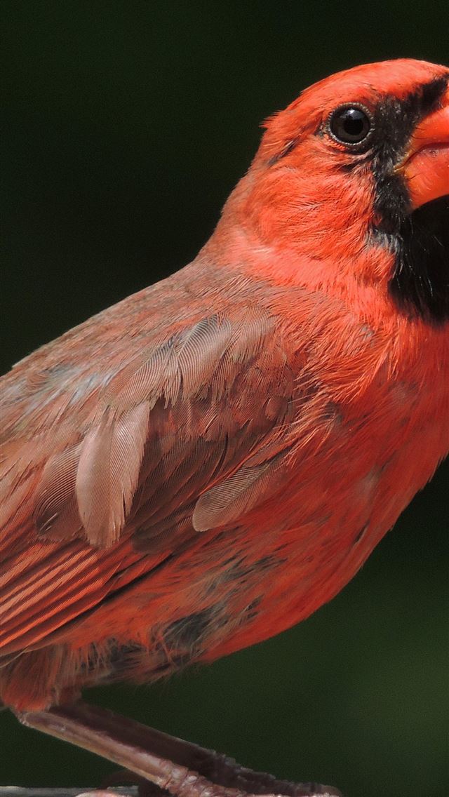 1284x2778 finches - finches iPhone Wallpaper