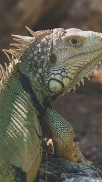 iguana wallpaper