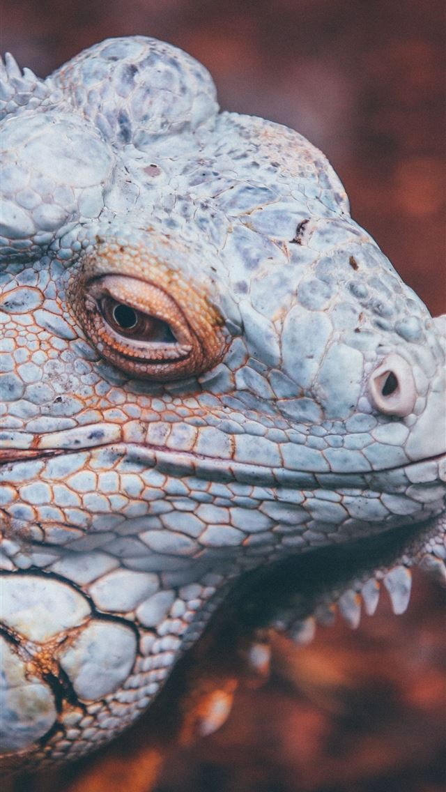 1284x2778 iguana - iguana iPhone Wallpaper