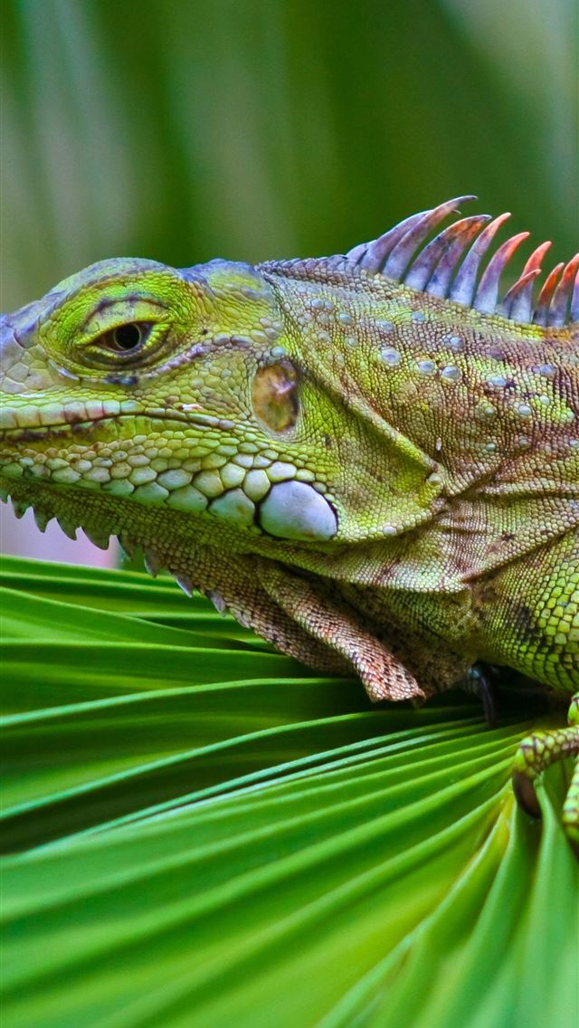 1284x2778 iguana - iguana iPhone Wallpaper