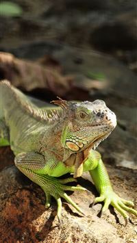 iguana wallpaper