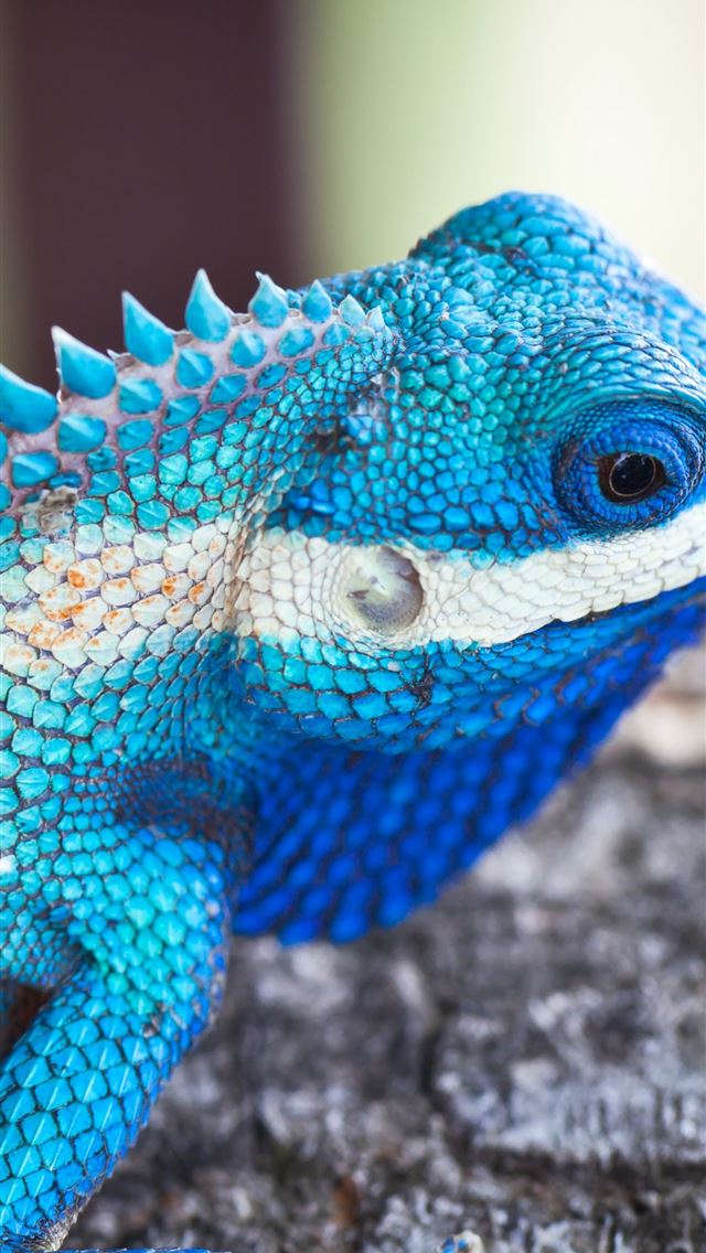 1284x2778 iguana - iguana iPhone Wallpaper