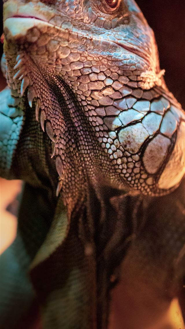 1284x2778 iguana - iguana iPhone Wallpaper