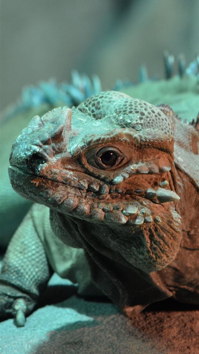 1284x2778 iguana - iguana iPhone Wallpaper