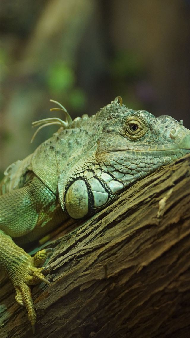 1284x2778 iguana - iguana iPhone Wallpaper