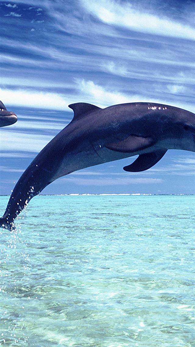 1284x2778 oceanic dolphins - oceanic dolphins iPhone Wallpaper