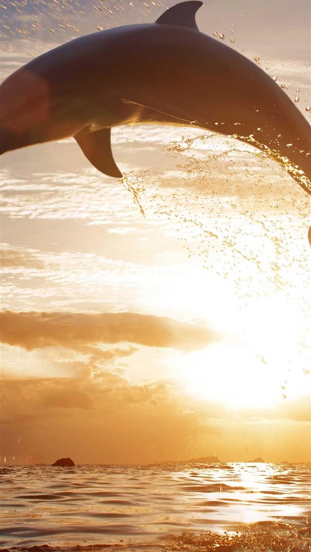 1284x2778 oceanic dolphins - oceanic dolphins iPhone Wallpaper