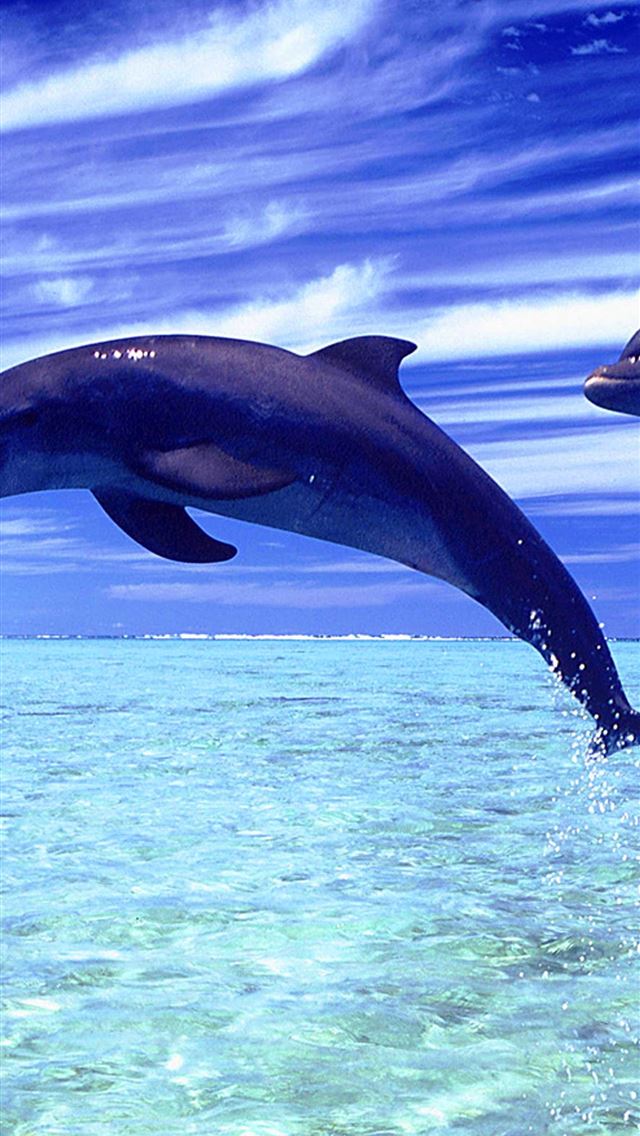 1284x2778 oceanic dolphins - oceanic dolphins iPhone Wallpaper