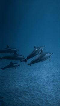 oceanic dolphins wallpaper