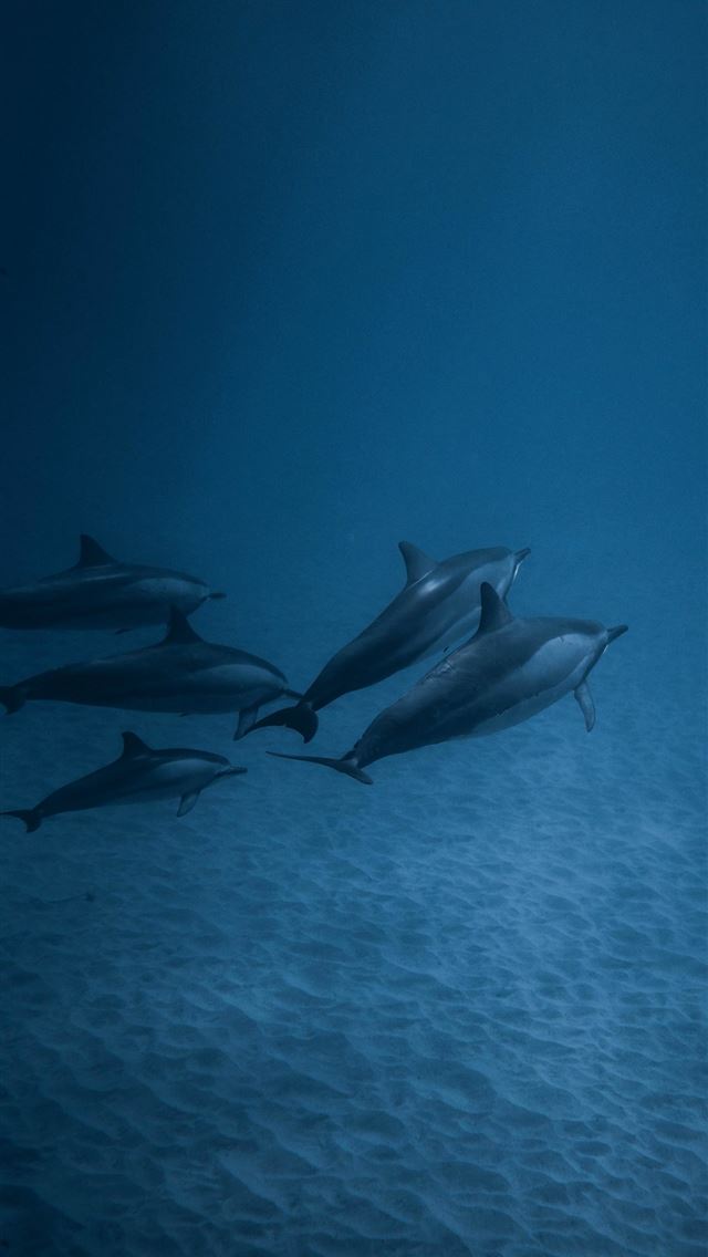 1284x2778 oceanic dolphins - oceanic dolphins iPhone Wallpaper