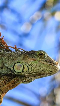 salamanders wallpaper