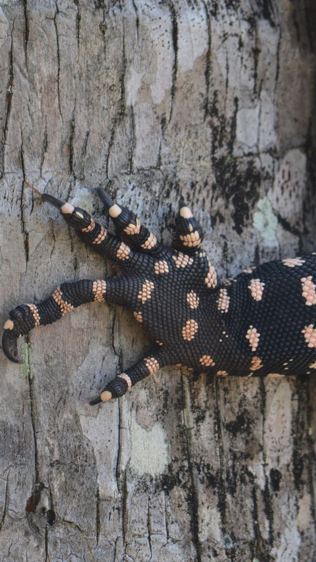1284x2778 salamanders - salamanders iPhone Wallpaper