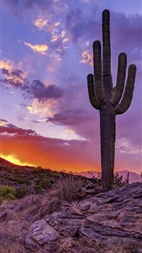 saguaro national park wallpaper