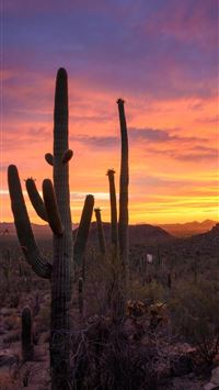 saguaro national park wallpaper