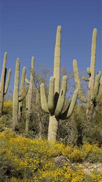 saguaro national park wallpaper